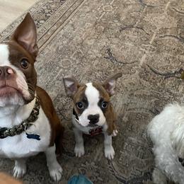 Colt - Boston Terrier