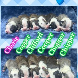 Chopper - Black and white male Boston Terrier puppy in Brazos Point, Texas from TX Southern Belle Bostons