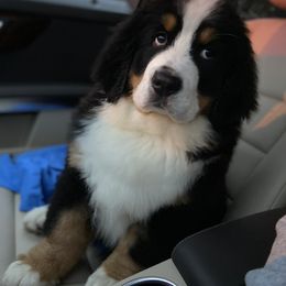 Bernese Mountain Dog Puppies from Blakener’s Bernese mountain dogs
