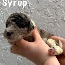 Syrup - Merle female Goldendoodle puppy in Atlantic Beach, Florida from Glamorous Golden Doodles