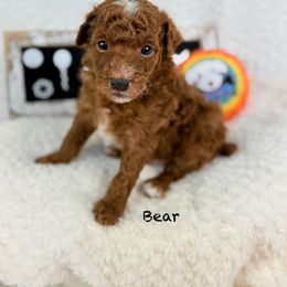 Crunch - Red  male Poodle puppy in Florida from Adorable Toy-Miniature Poodles