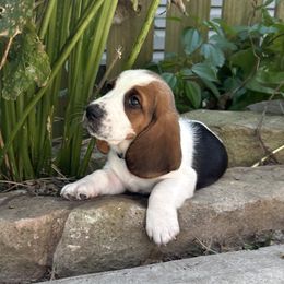 Baby dark green - Black brown and white male Basset Hound puppy in Meyersdale, Pennsylvania from Susan's Basset Hounds