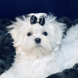 Puppy Boy - White male Maltese puppy in Clarksville, Tennessee from Iron Angel Maltese