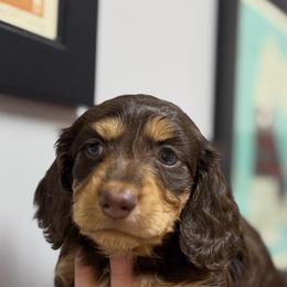 Boy 1 - Chocolate and tan male Dachshund puppy in Laurel, Mississippi from BB's Dotsies