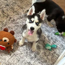 Diggs - Black and white male Pomsky puppy in Mannington Township, New Jersey from Little Husky Hutt
