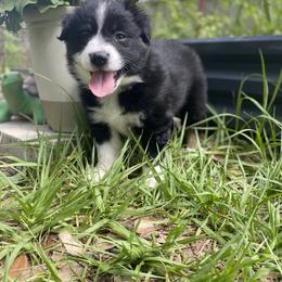 Miniature Australian Shepherd Puppies from Peace Creek Aussies