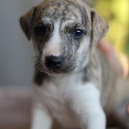 Lord Milori - White and fawn brindle male Whippet puppy in Robesonia, Pennsylvania from Rogue Mountain Manor