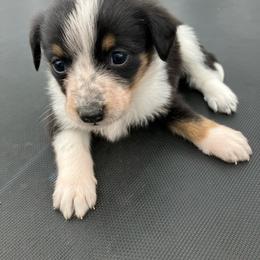 Twix - Blue female Australian Cattle Dog puppy in Lancaster, Minnesota from Weleski Chocolate Heelers