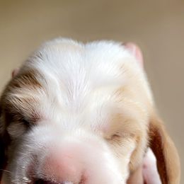 Basset Hound Puppies from Savage Sisters Basset Hounds