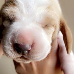 Basset Hound Puppies from Savage Sisters Basset Hounds
