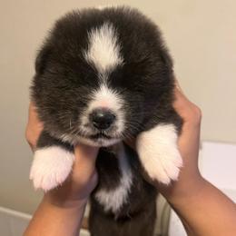 Denji go Winmont - Brindle male Japanese Akitainu puppy in Copperas Cove, Texas from Winmont Akitas