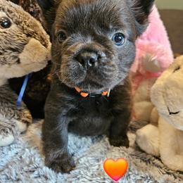 Clover - Black and white female French Bulldog puppy in Bend, Oregon from High Lakes Frenchies
