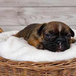 Gabriela - Fawn female French Bulldog puppy in Warm Springs, Arkansas from State Line Dachshunds & Frenchies