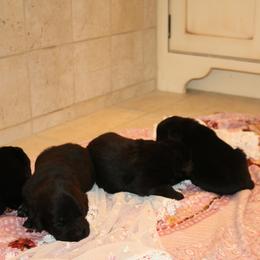 Girl 3 - Black female Newfoundland puppy in Ellendale Forge, Pennsylvania from Opening Heavens Doors Newfoundlands