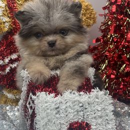 Destiny - Blue merle female Pomeranian puppy in Brentwood, California from Royalpawpoms