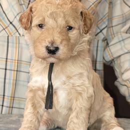 Zachary-videos - Apricot male Poodle puppy in Orland, California from Elliott's Elite Puppies