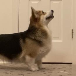 BeBe - Pembroke Welsh Corgi