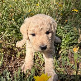 Willow - Apricot female Goldendoodle puppy in Redding, California from O’Hara  Doodles