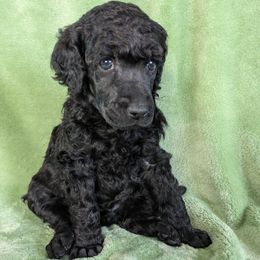 Ivy - Poodle puppy from Ghibli Poodles