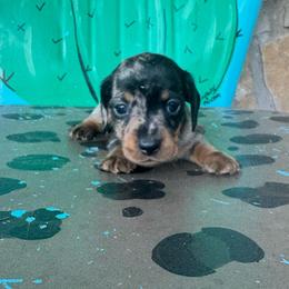Fancy - Dapple female Dachshund puppy in Hawley, Texas from Foxy’s Dachshunds & Toy Aussies