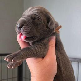 Blue tan or brindle point - Blue female Great Dane puppy in Port Clinton, Ohio from LakeSide Danes
