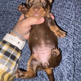 Gabby - Chocolate and tan female Dachshund puppy in Gulfport, Mississippi from Candy & Caits Farmstead Mini Doxies