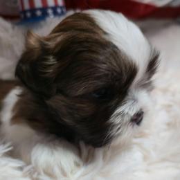 Gunner - Black gold and white male Shih Tzu puppy in Filer, Idaho from Shih Tzu Kennels