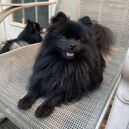 Squirt - Pomeranian