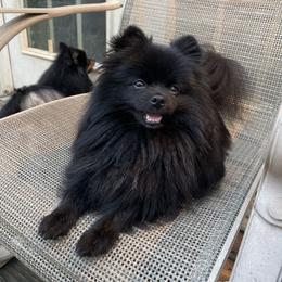 Squirt - Pomeranian