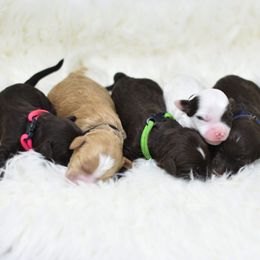 Australian Labradoodle Puppies from Trinity Doodles