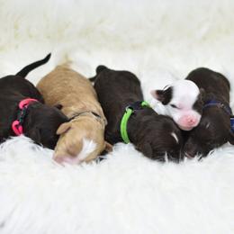 Australian Labradoodle Puppies from Trinity Doodles