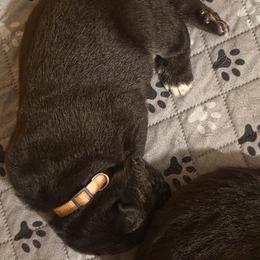 Georgia - Black female Spanish Mastiff puppy in Prosperity, Pennsylvania from Prosperity Guardians