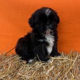 SALE.  Myles - Red male Shih Tzu puppy in Sharon, Pennsylvania from Keystone Danes and Shih tzus