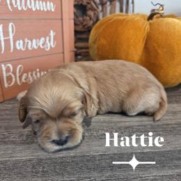 Hattie - Golden female Cockapoo puppy in Rutherford County, North Carolina from Simply Grace Farms