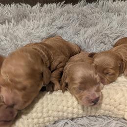Annabelle - Red  female Goldendoodle puppy in Atco, New Jersey from Flannery’s lucky puppies 🍀