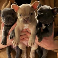 French Bulldog puppies from Pardon My Frenchies