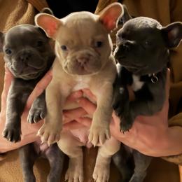 French Bulldog puppies from Pardon My Frenchies