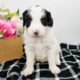 Arwen - Black and white female Bernedoodle puppy in Granton, Wisconsin from Rose River Farms