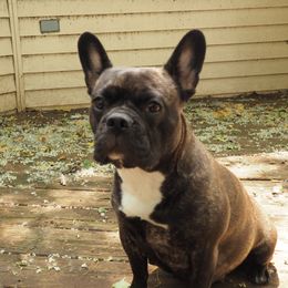 Ohana - French Bulldog