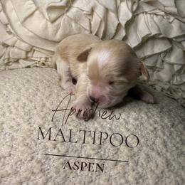 Aspen - Champagne male Maltipoo puppy in Weatherford, Texas from Aprishew Maltipoo