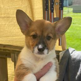 Green Collar - Sable female Pembroke Welsh Corgi puppy in Nevada, Iowa from Rogers AKC Corgis of Iowa.