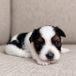 Lucky - Chocolate, tan and white male Yorkshire Terrier puppy in Jacksonville, Florida from Yorktown Yorkies