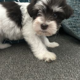 Female A - Parti female Miniature Schnauzer puppy in Pearland, Texas from K & S Schnauzers