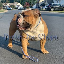 Bulldogs from English Wiggle Butts