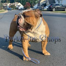 Bulldogs from English Wiggle Butts