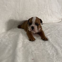 Girl 1 - Bulldog puppy in Houston, Texas from Kandyland Bulldogs
