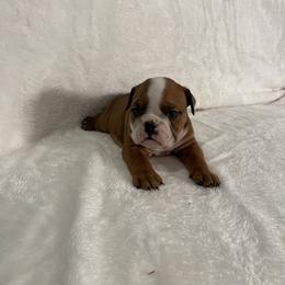 Girl 1 - Bulldog puppy in Houston, Texas from Kandyland Bulldogs