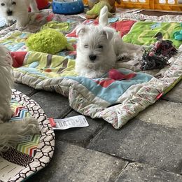 West Highland White Terrier All Grown Up from Windsor's West Highland White Terriers