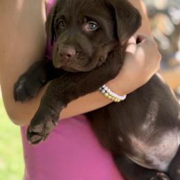Chocolate Male 3 - Chocolate female Labrador Retriever puppy in Burnsville, North Carolina from Cove Mountain Labradors