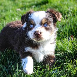 Australian Shepherd and Toy Australian Shepherd Puppies from Little Creek Ranch